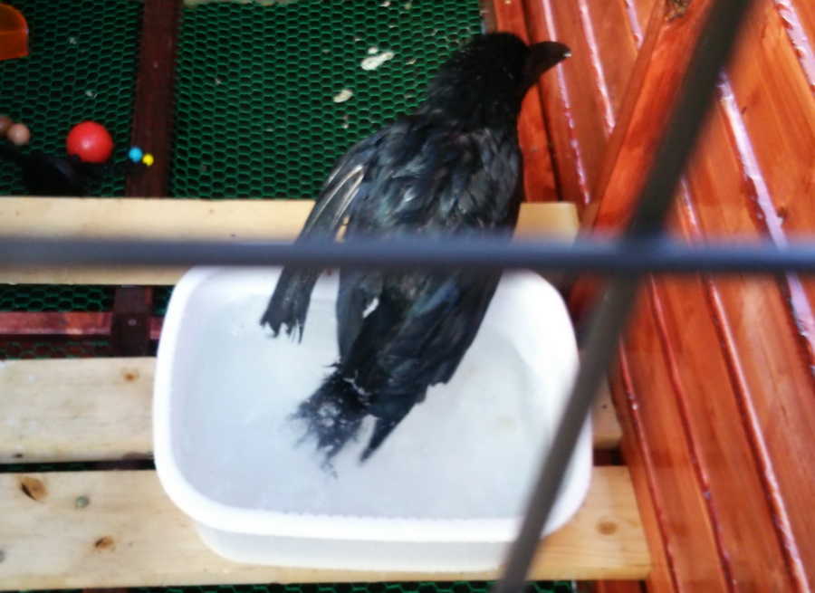 カラスの水浴び
