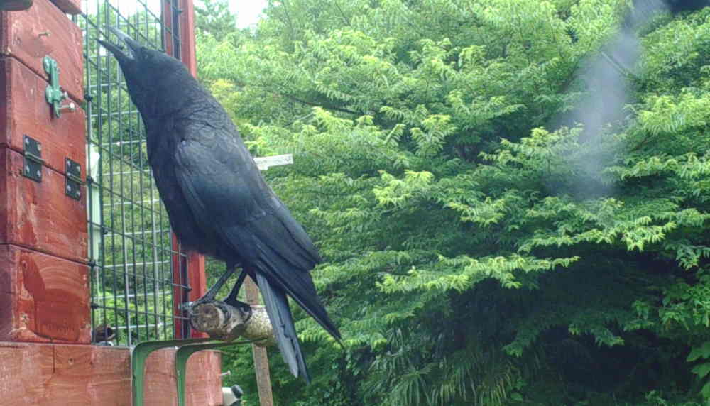鳴き声を上げるハシボソガラス