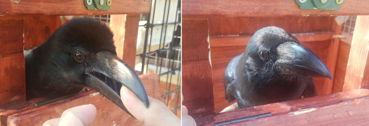 ハシブトガラスのおでこ