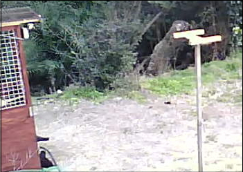 遊びに来たカラス