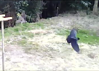 カラスに狙いをさだめるオオタカ