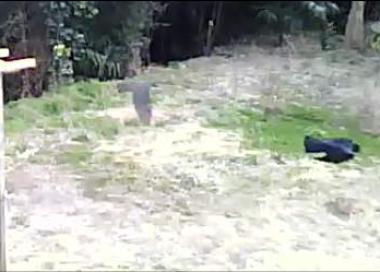 カラスとオオタカのドッグファイト