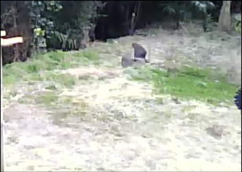 カラスを追い詰めるオオタカ