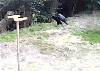 無事に戻ってきたカラス