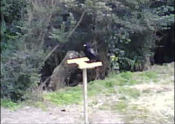 無事に戻ってきたカラス