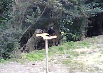 無事に戻ってきたカラス