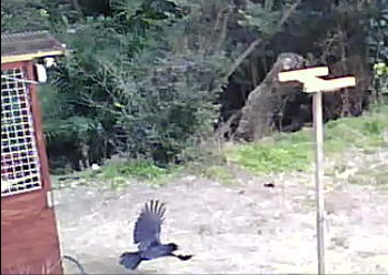 遊びに来たカラス