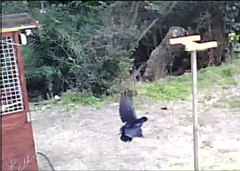 遊びに来たカラス