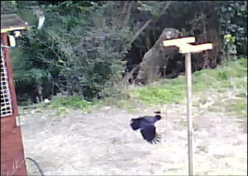 森から突然現れたオオタカ