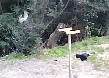 カラスとオオタカ