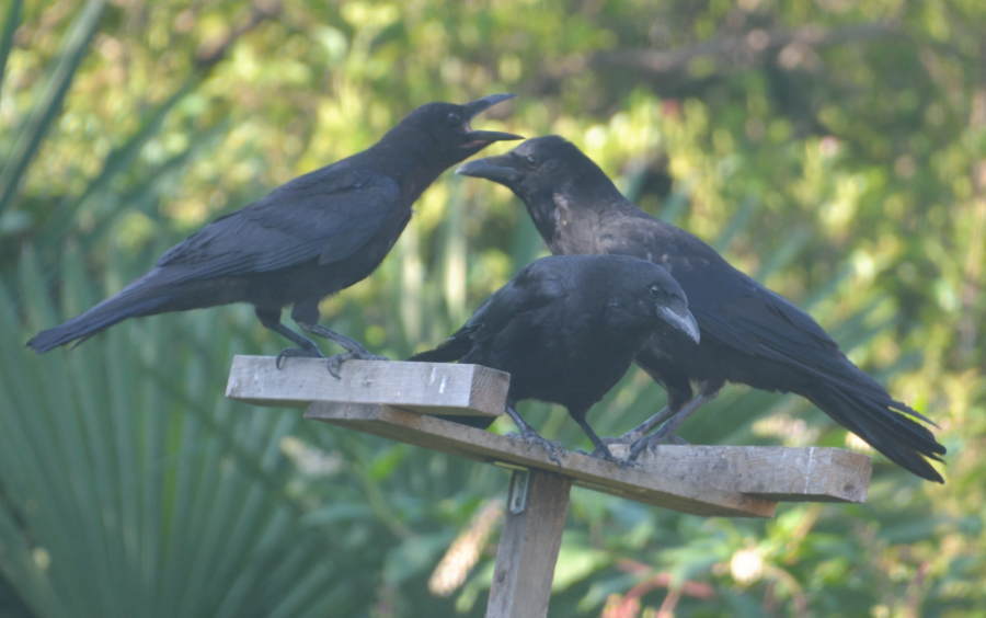 カラスの親子
