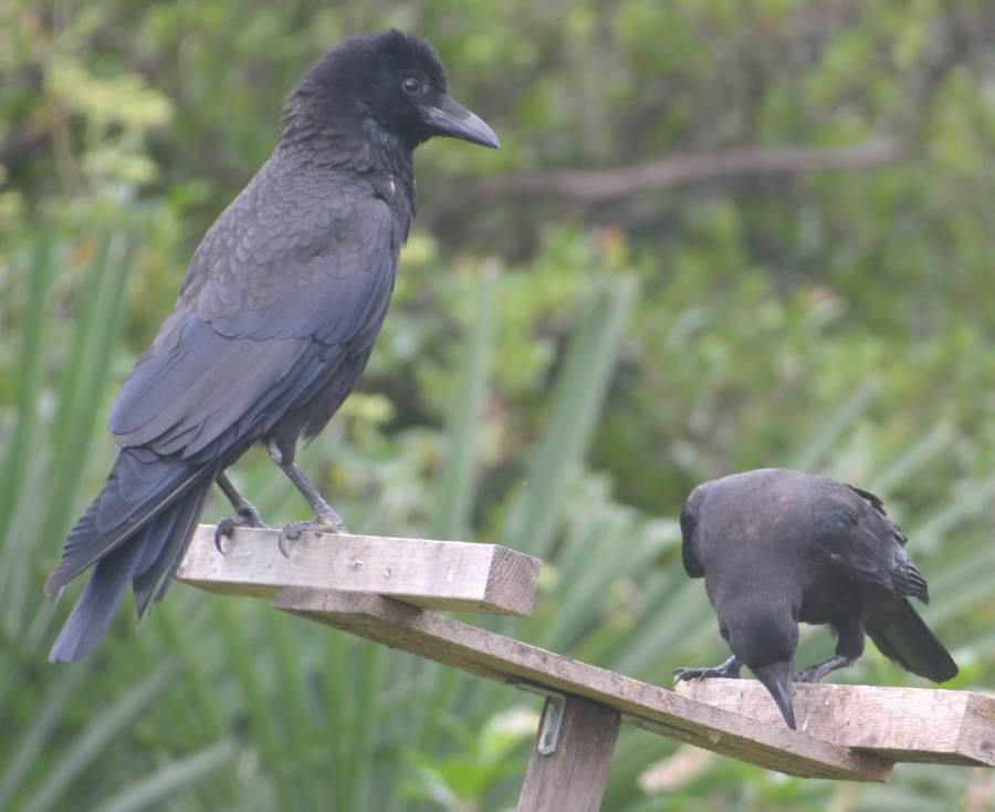 カラスの親子