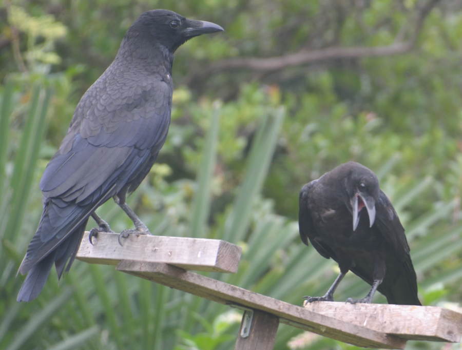 カラスの親子