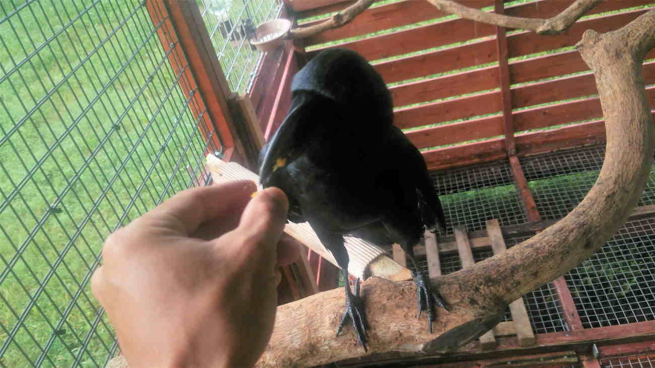 卵を食べるカラス