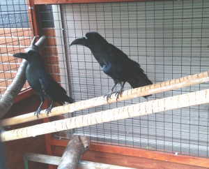 カラスの多頭飼い