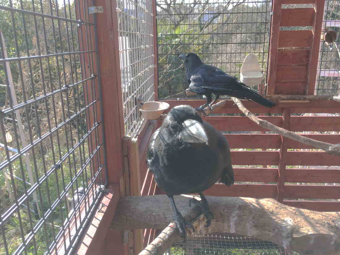 カラス小屋の制作