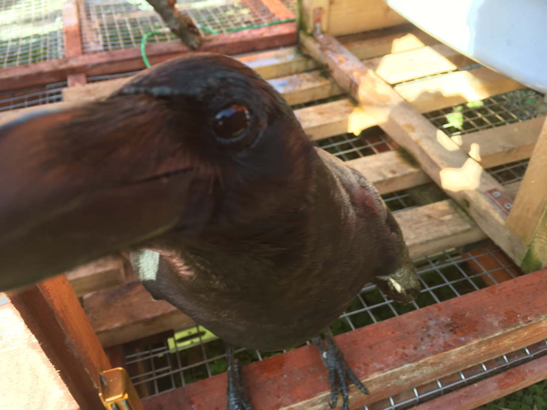 カラス小屋の制作