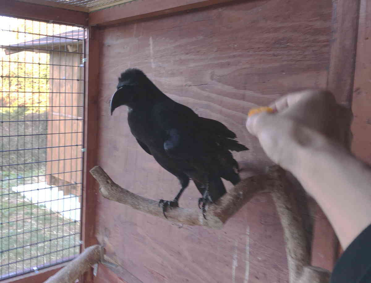 カラスの躾
