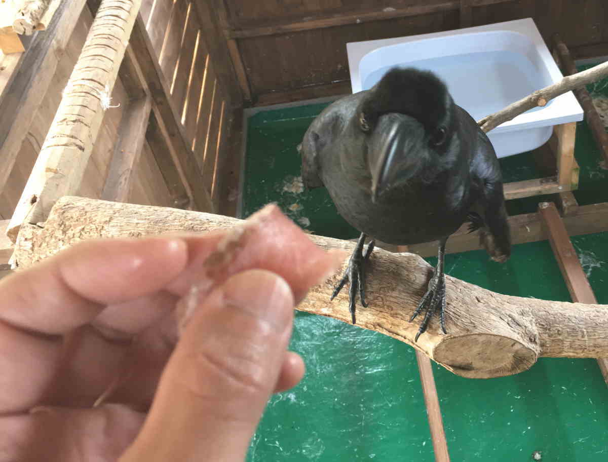 カラスに刺身を与える