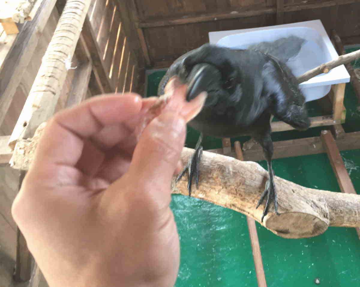 カラスに刺身を与える