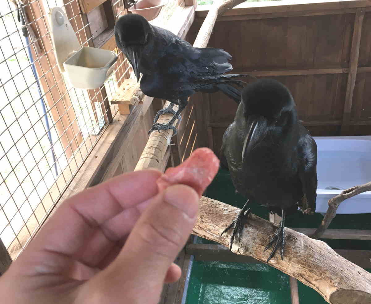 カラスに和牛を食わせる
