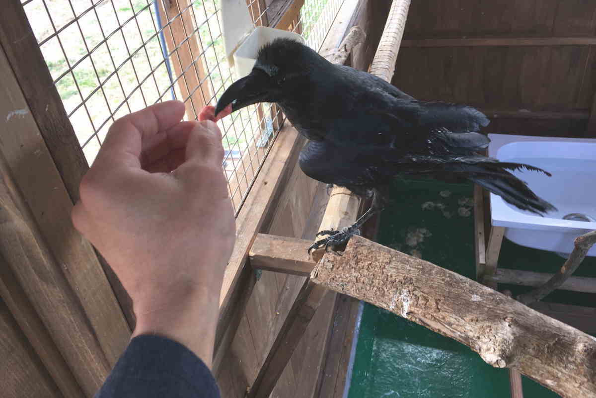 カラスに和牛を食わせる
