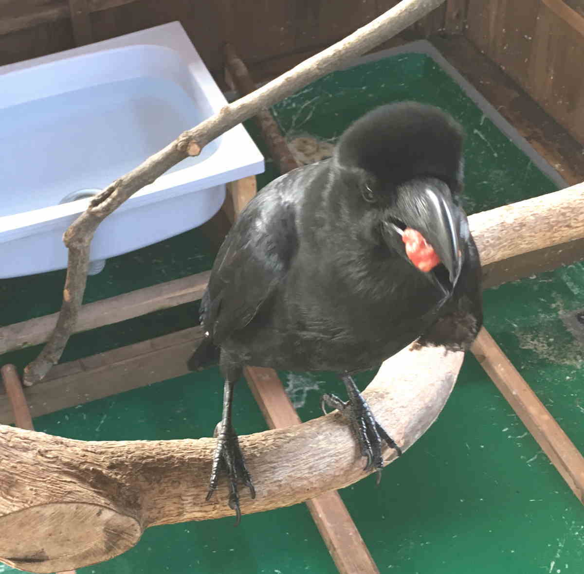 カラスに和牛を食わせる