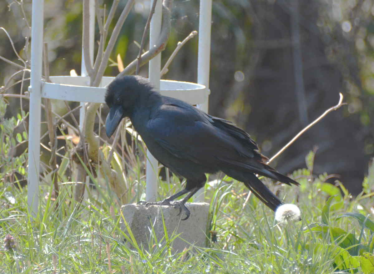 ハシブトガラス