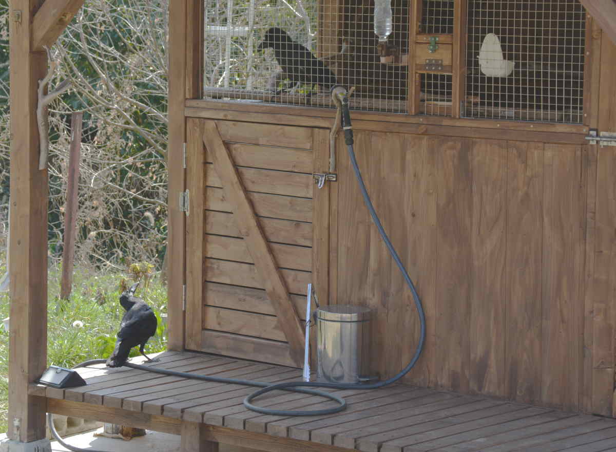 ハシブトガラス