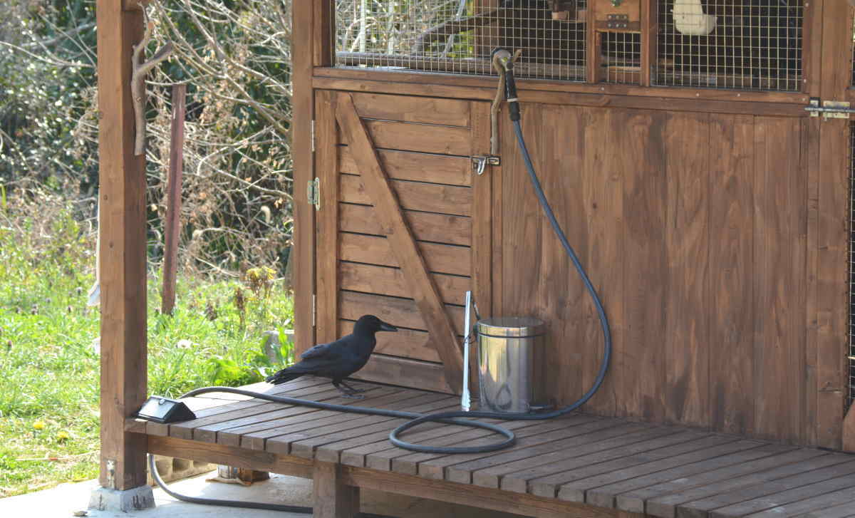 ハシブトガラス