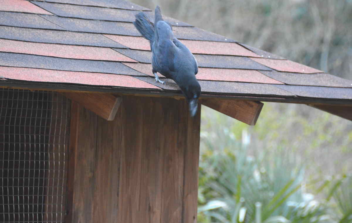 ハシブトガラス