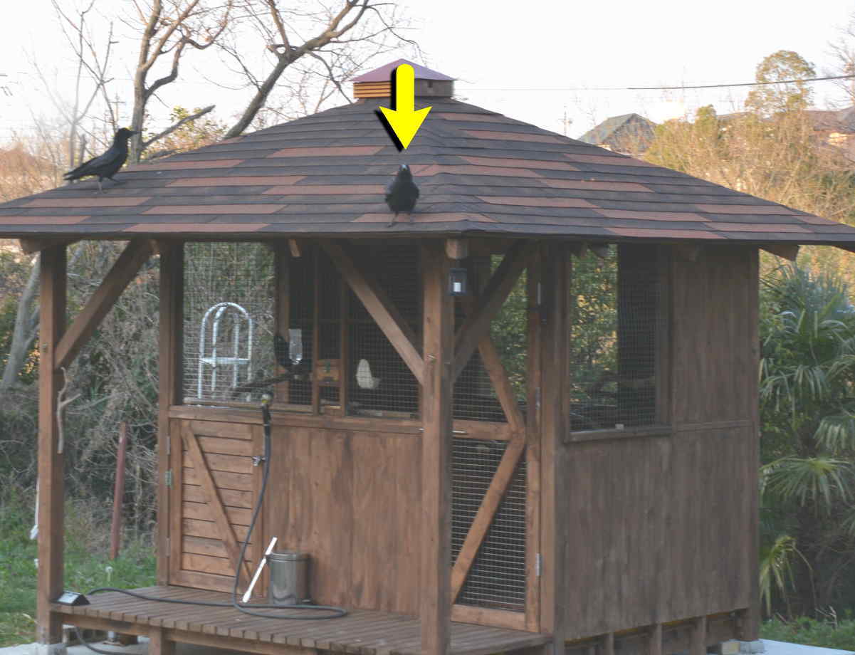 ハシブトガラス