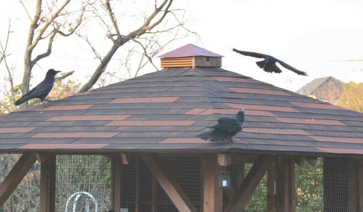 ハシブトガラス