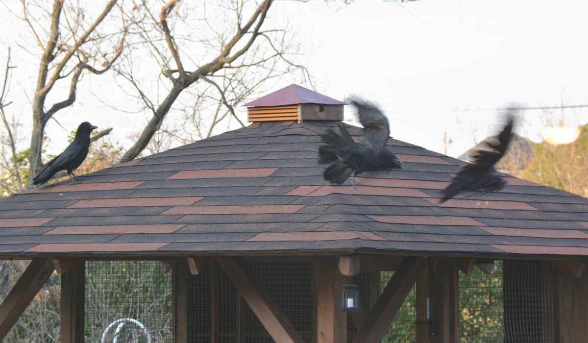 ハシブトガラス