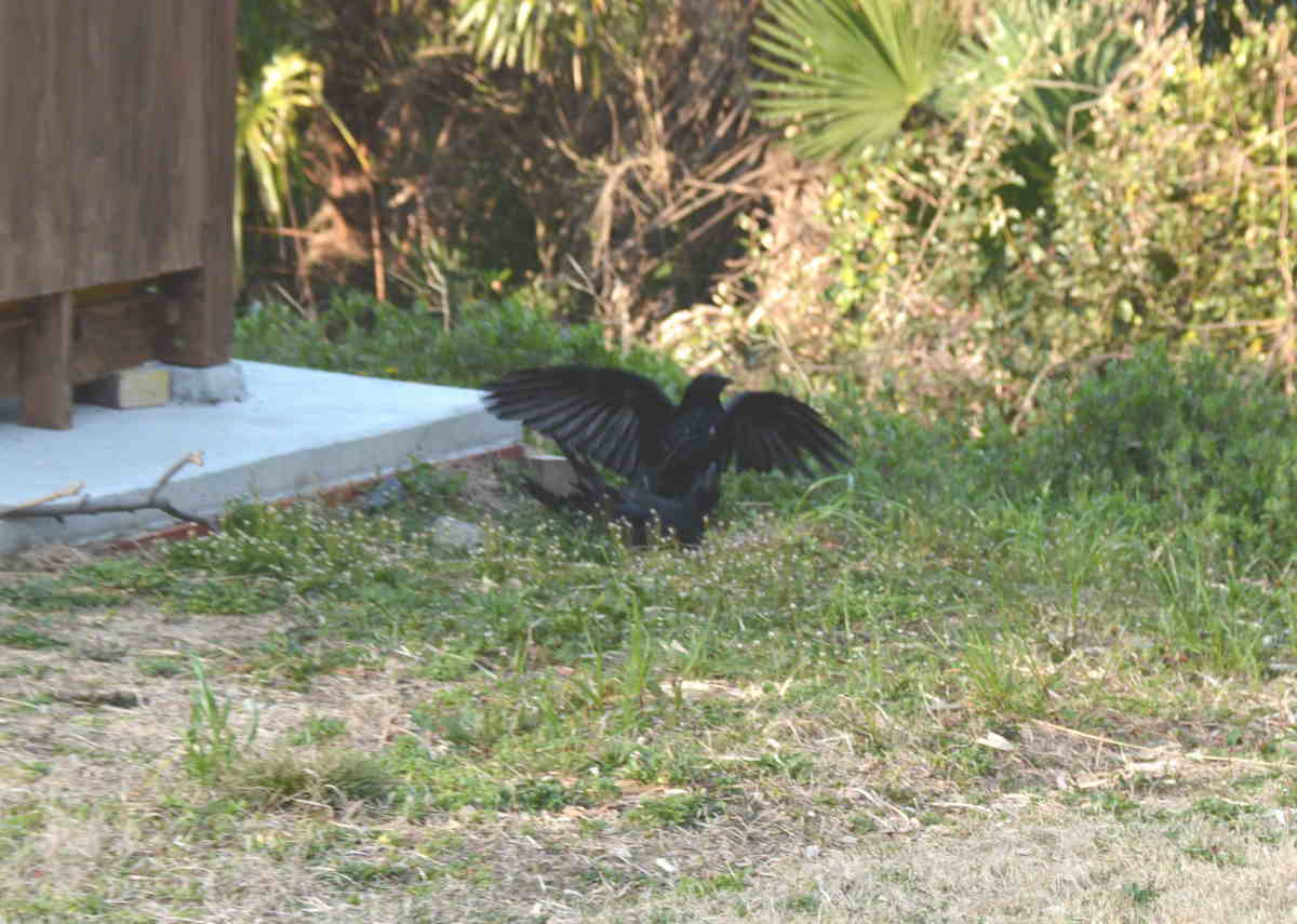 ハシブトガラス