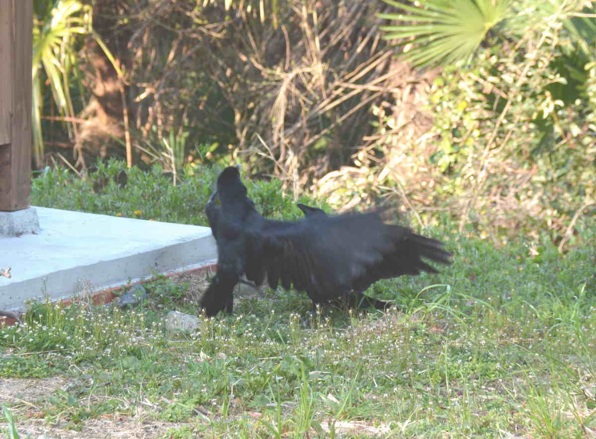 ハシブトガラス