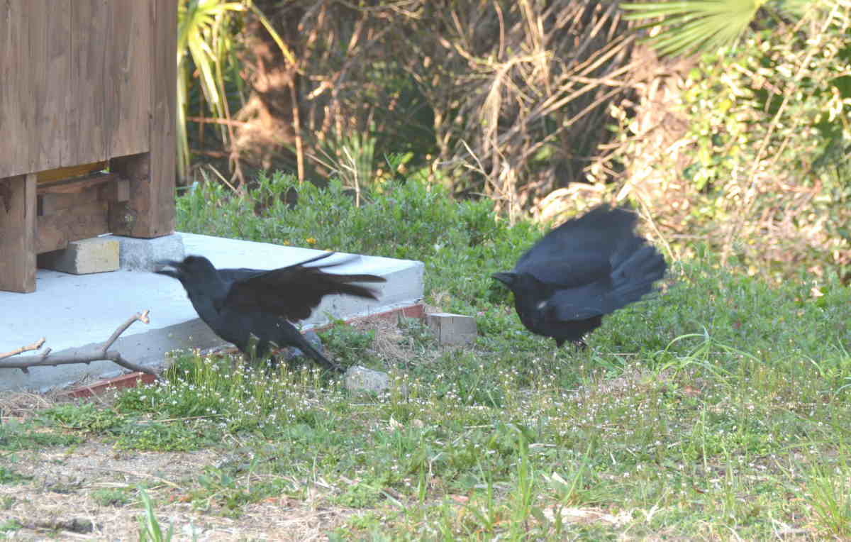 ハシブトガラス