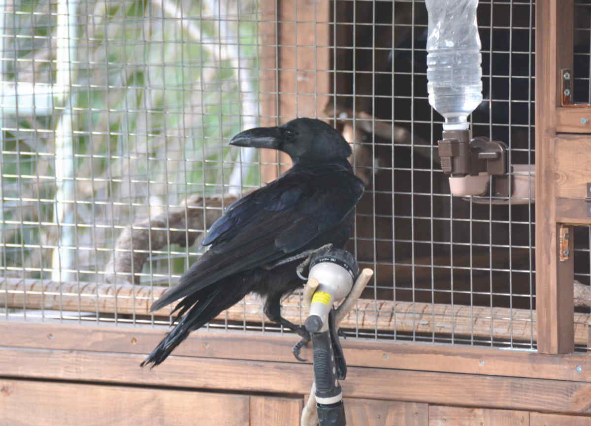 ハシブトガラス