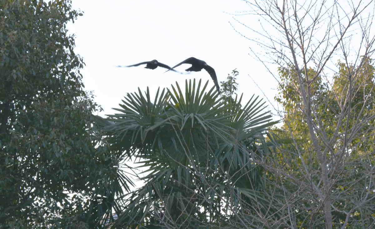 ハシブトガラス