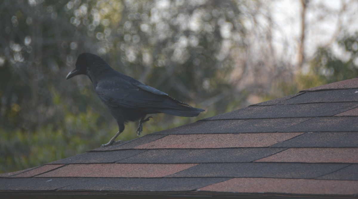 ハシブトガラス