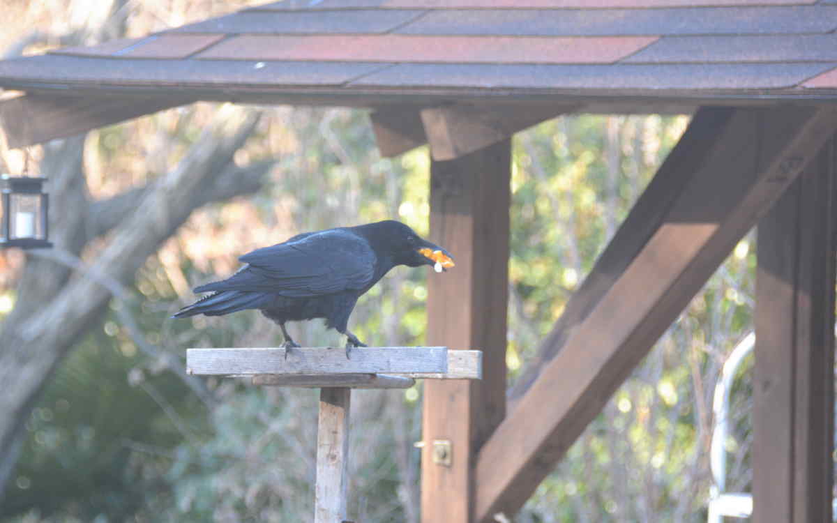 カラスの餌付け