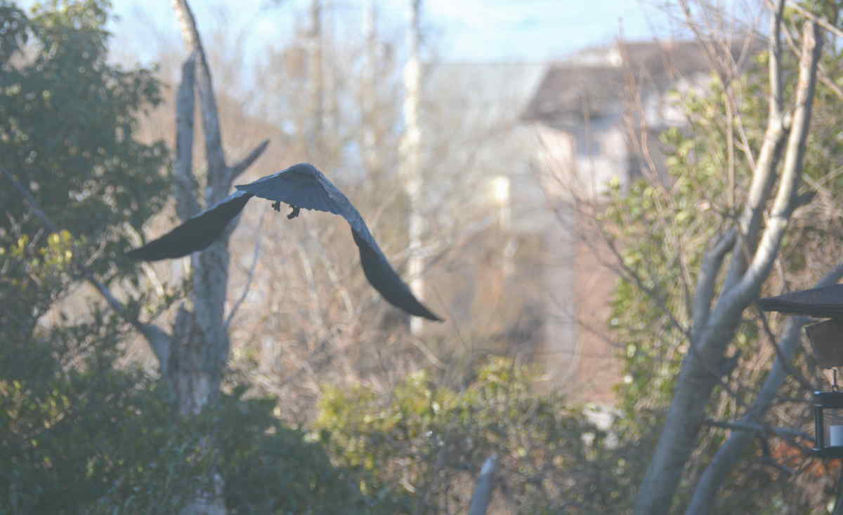 カラスの餌付け