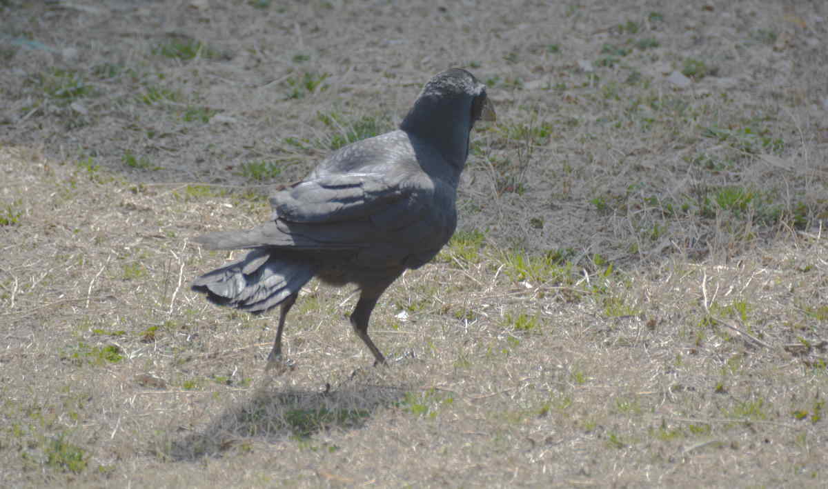 ハシブトガラス