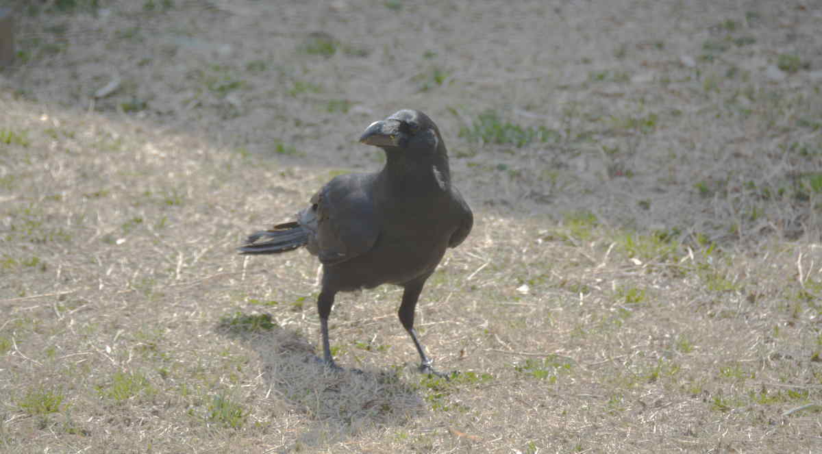 ハシブトガラス