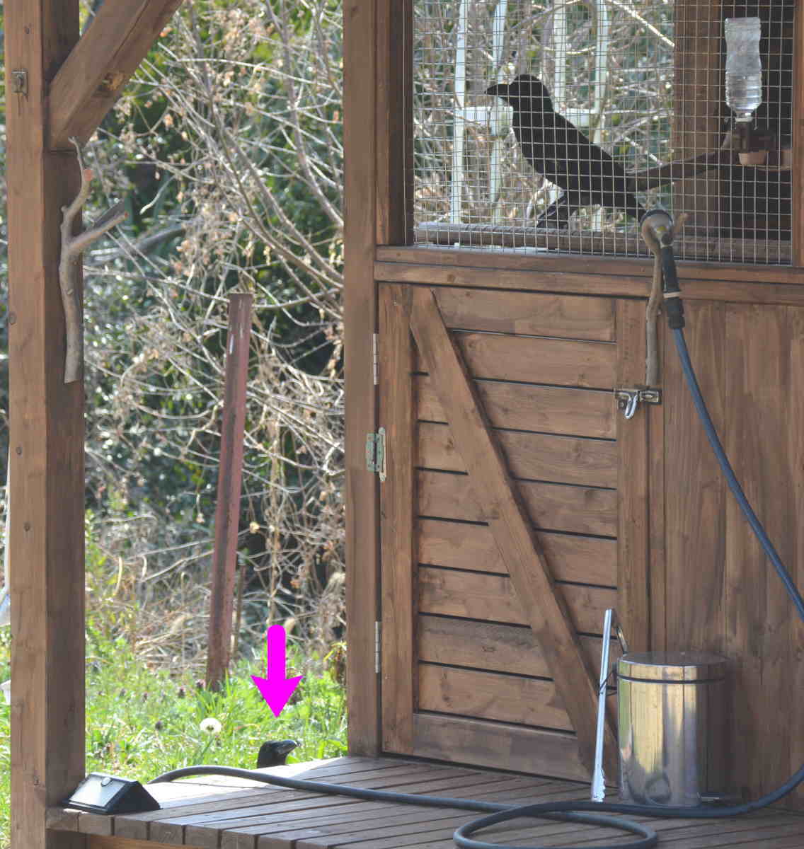 ハシブトガラス