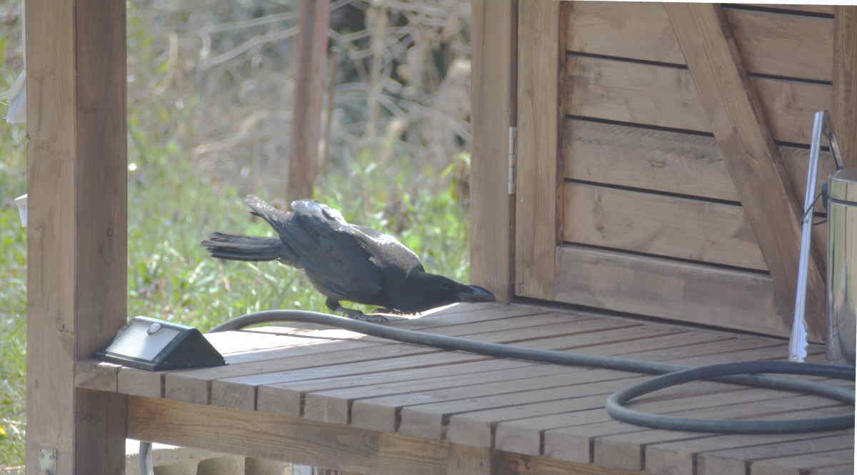 ハシブトガラス