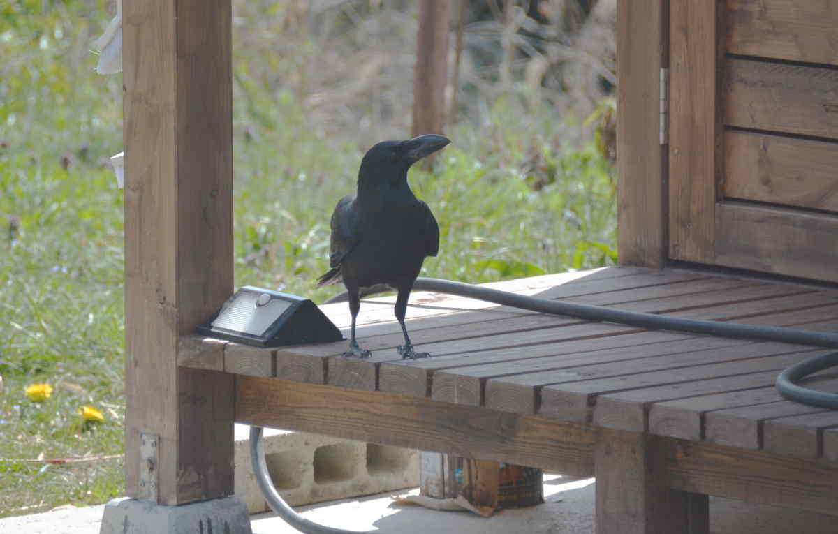 ハシブトガラス