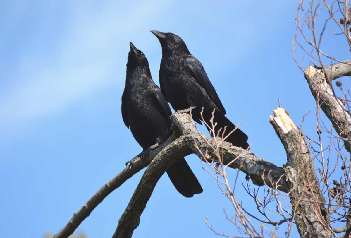 カラスの夫婦