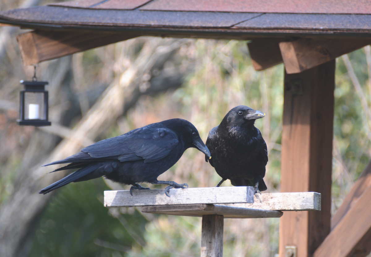 カラスの夫婦