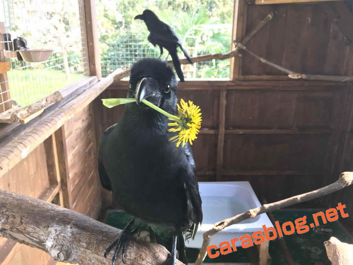 カラスとたんぽぽ